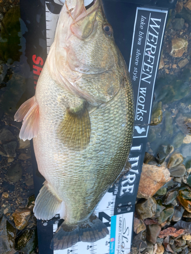 ブラックバスの釣果