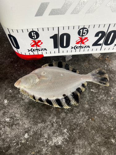 カワガレイの釣果