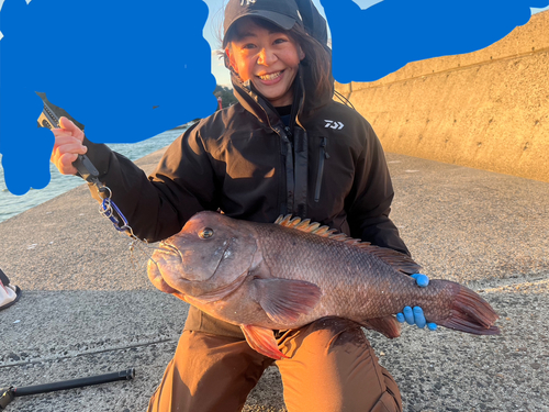 コブダイの釣果