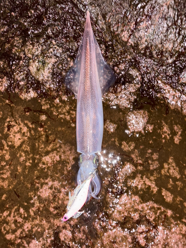 ヤリイカの釣果