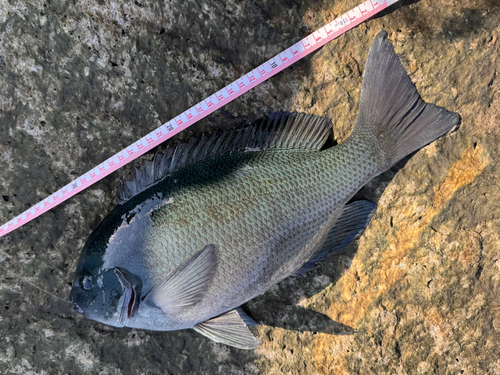 クチブトグレの釣果