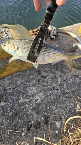 コノシロの釣果