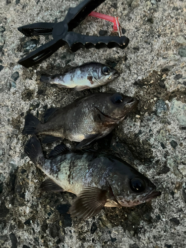 メバルの釣果