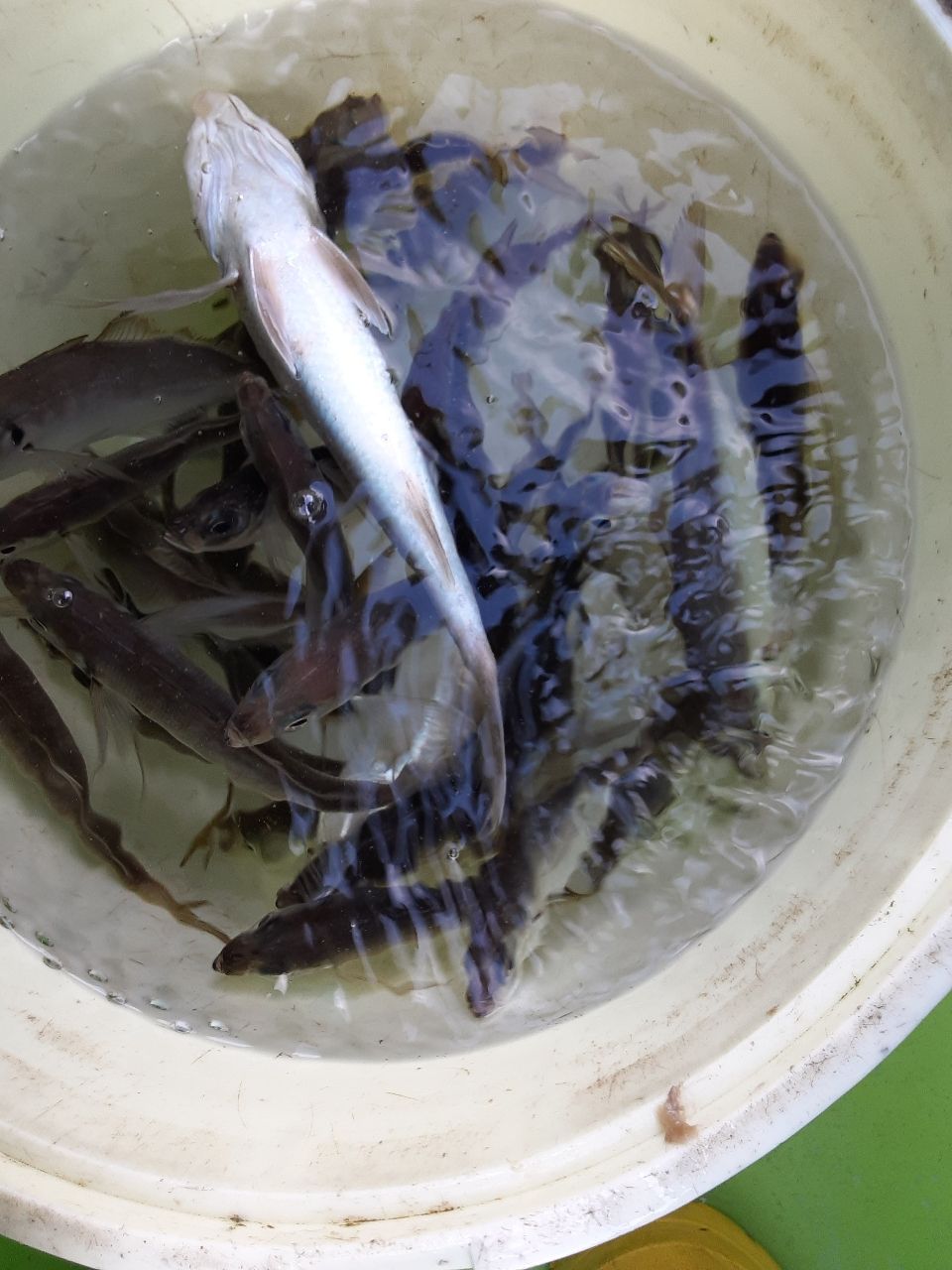 アングラ～たつさんの釣果 2枚目の画像