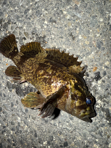 ムラソイの釣果