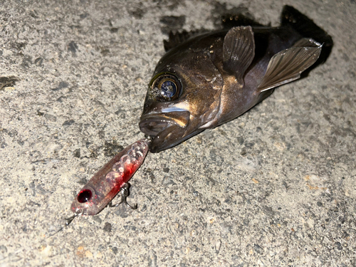 クロメバルの釣果