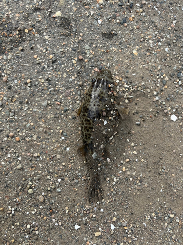 ショウサイフグの釣果