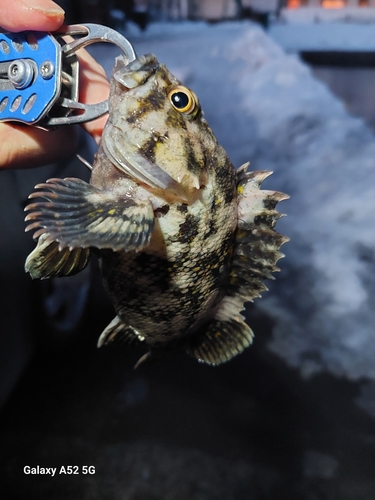 ハチガラの釣果