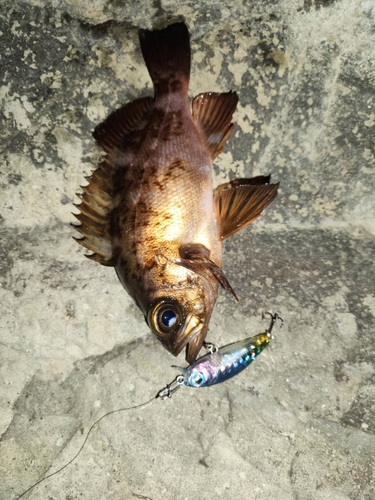 アカメバルの釣果