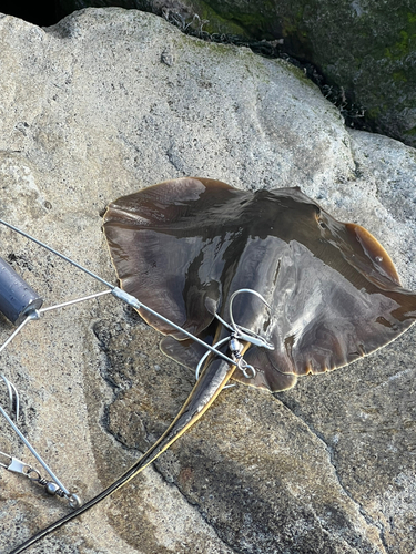 アカエイの釣果