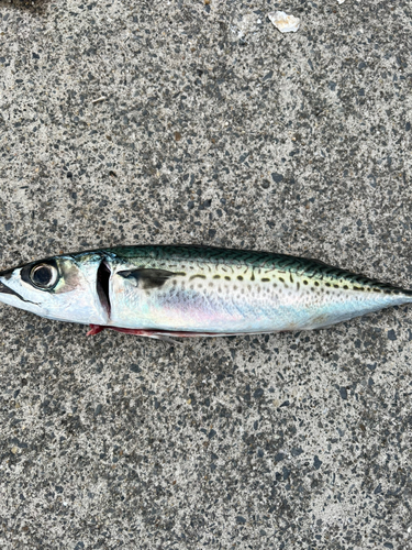 ゴマサバの釣果