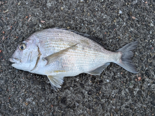 ヒョウタイの釣果