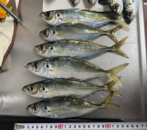 アジの釣果