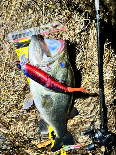 ブラックバスの釣果