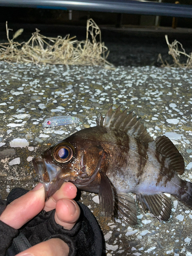 メバルの釣果