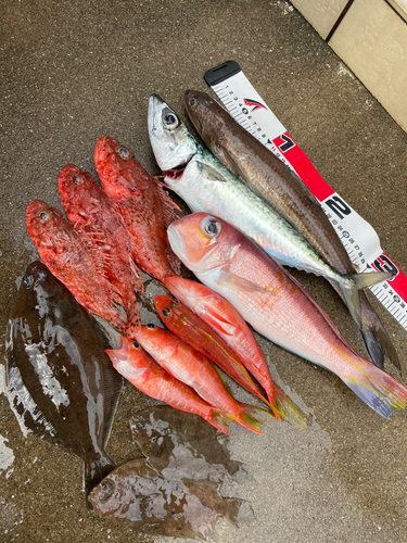 アマダイの釣果