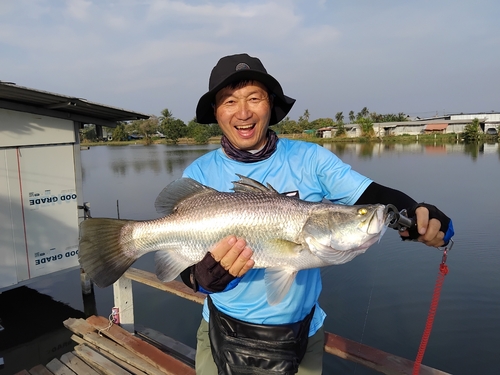 バラマンディの釣果