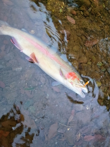 ニジマスの釣果