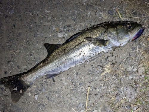 フッコ（マルスズキ）の釣果