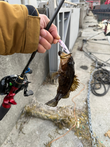 タケノコメバルの釣果