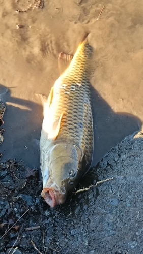 コイの釣果