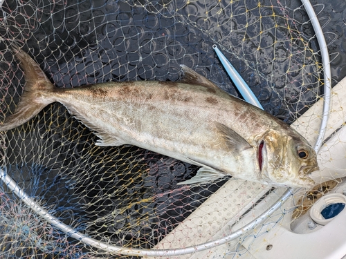 カンパチの釣果