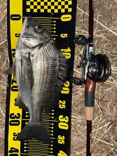 チヌの釣果