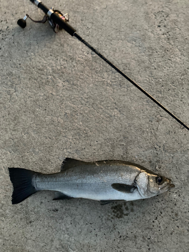 ヒラスズキの釣果