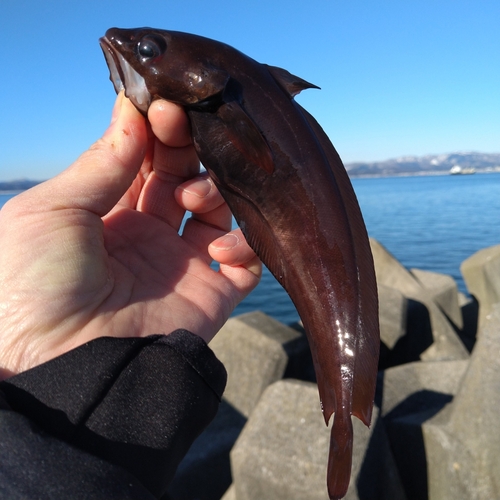 ドンコの釣果