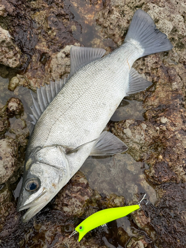 セイゴ（ヒラスズキ）の釣果