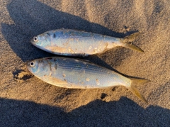 コノシロの釣果