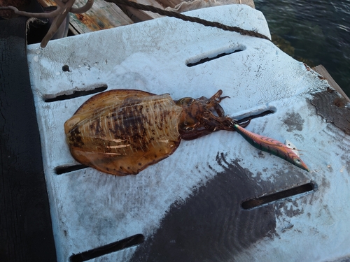 アオリイカの釣果