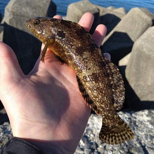 アブラコの釣果