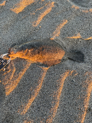 ソゲの釣果