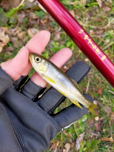 カワムツの釣果