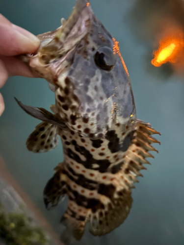 チャイロマルハタの釣果