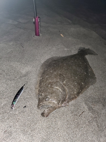 ヒラメの釣果