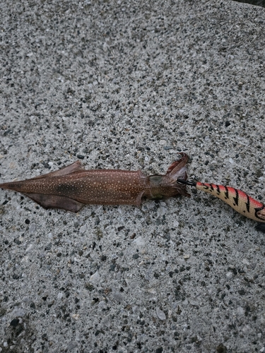 ヤリイカの釣果