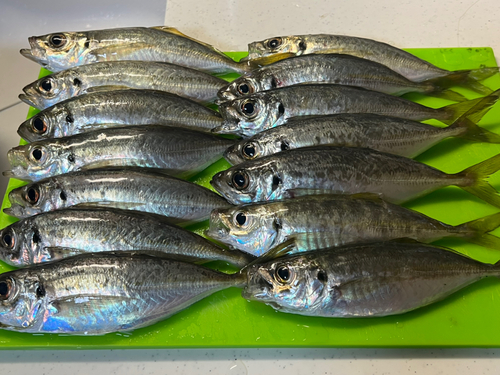 アジの釣果