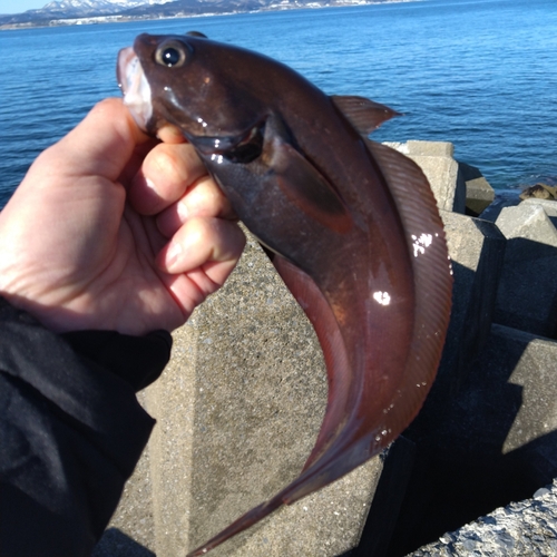 ドンコの釣果