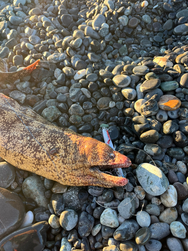 ウツボの釣果