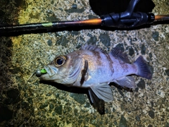 シロメバルの釣果