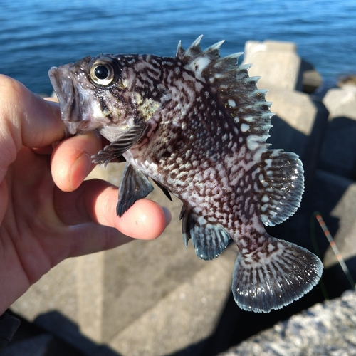 マゾイの釣果