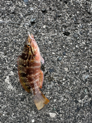 アカササノハベラの釣果