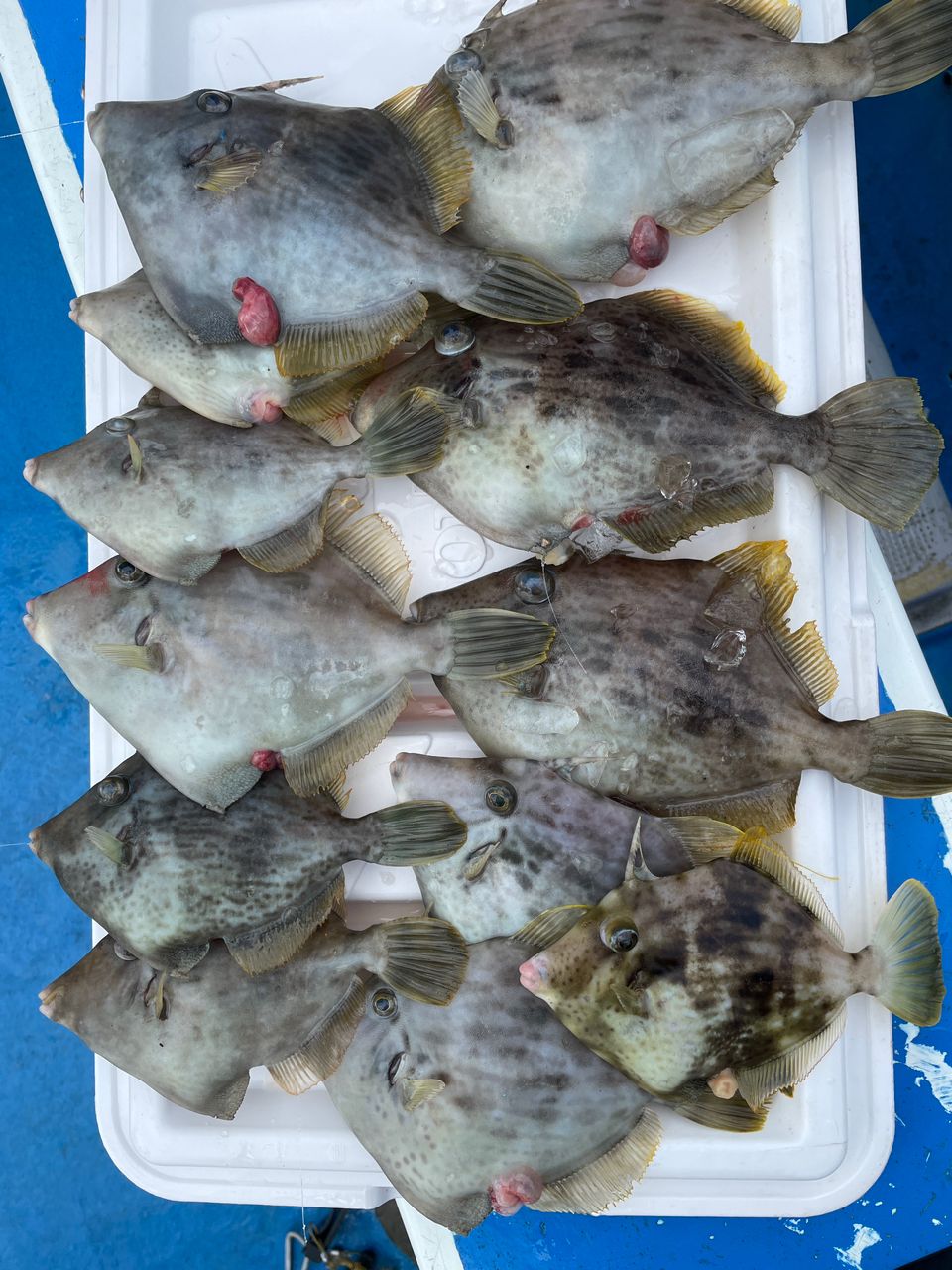 ANGLERSつんこさんの釣果 2枚目の画像