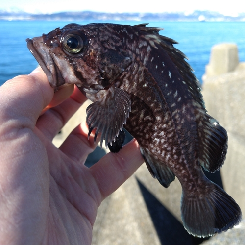 ソイの釣果