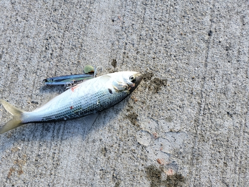 コノシロの釣果