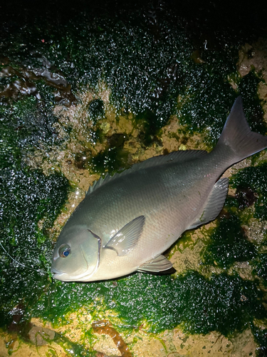 メジナの釣果