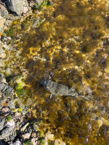 フグの釣果