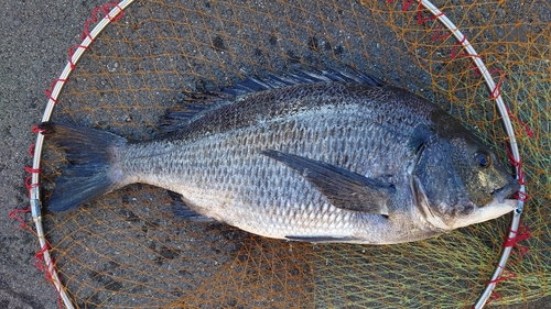 チヌの釣果